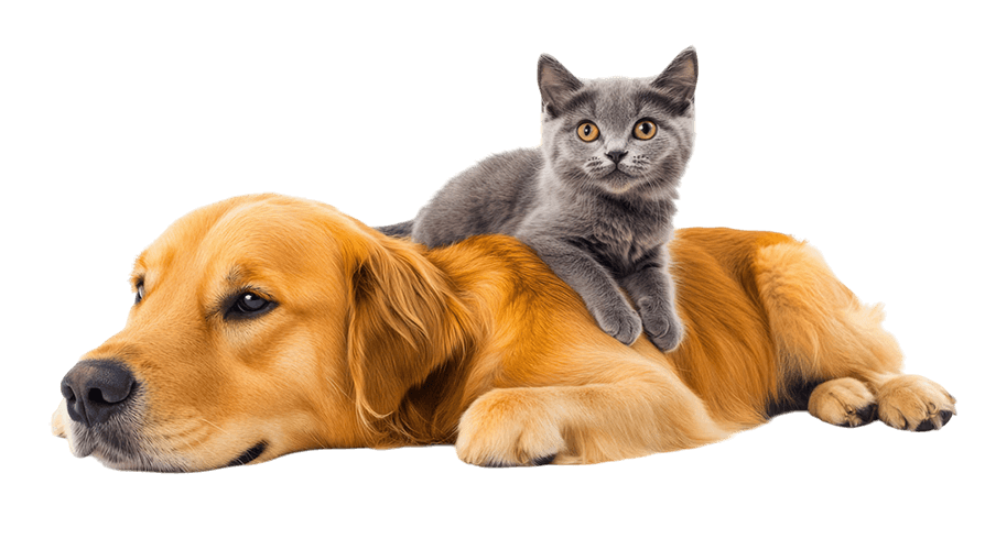 clínica veterinária para cães e gatos
