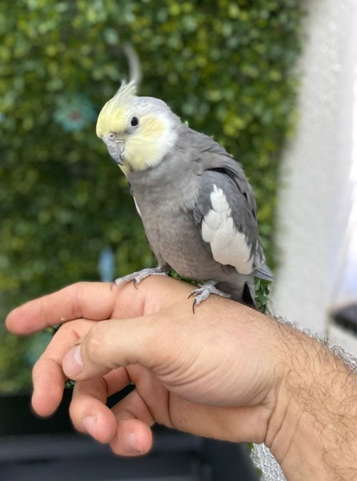 consulta veterinária para calopsita
