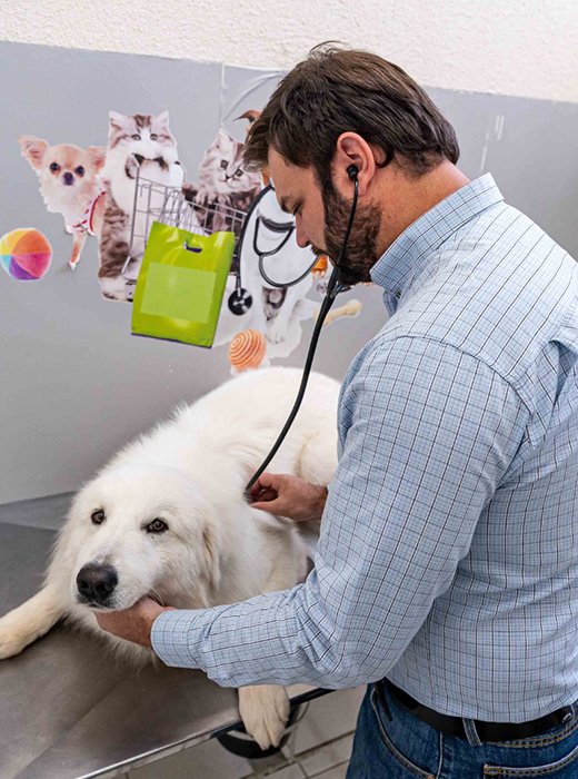 consulta veterinária para cães
