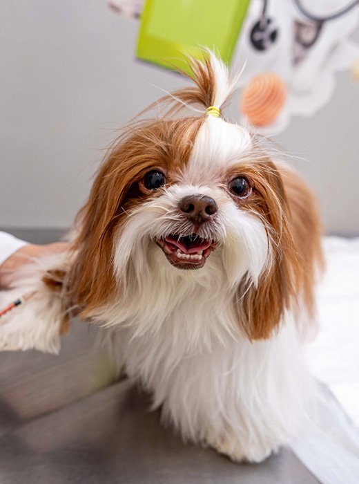 consulta veterinária