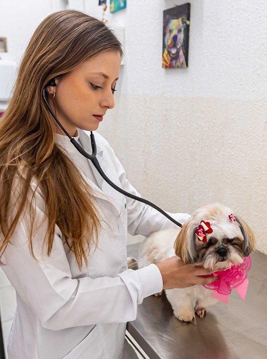 atendimento veterinário
