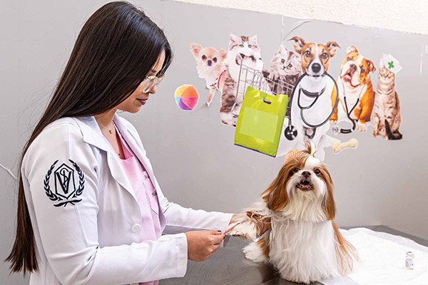 atendimento emergência veterinária