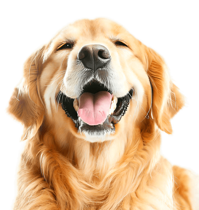 cuidados veterinários para cães e gatos