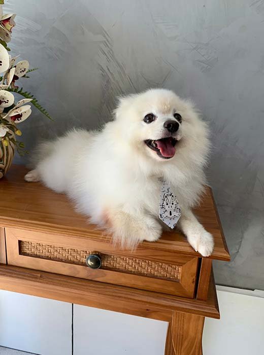 cão depois do banho