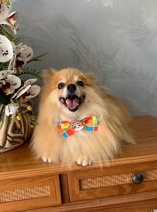 cão depois do banho