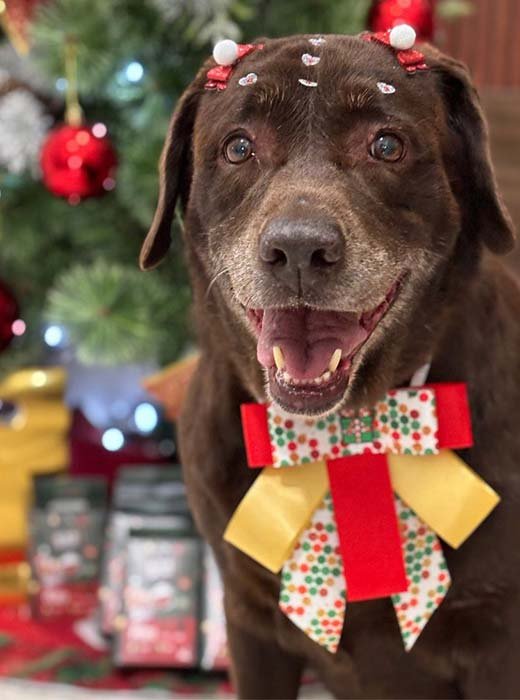 cão depois do banho