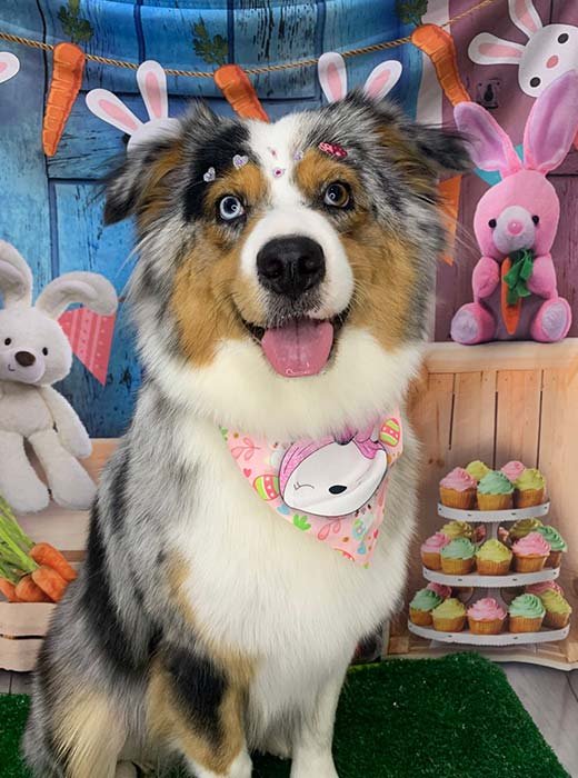 cão depois do banho e tosa