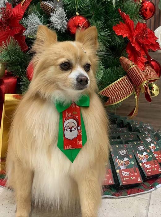 cão depois do banho e tosa