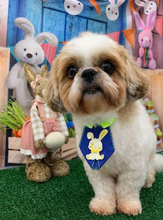 cão depois do banho