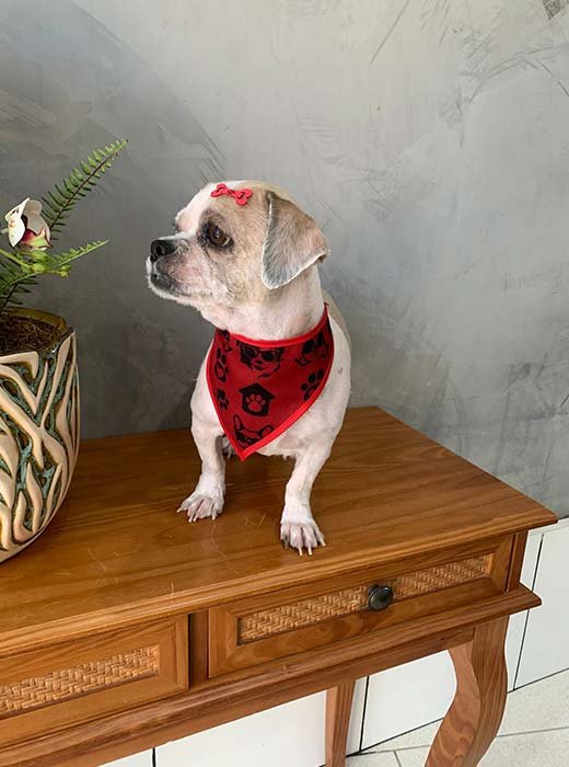 cão depois do banho e tosa na clinvet