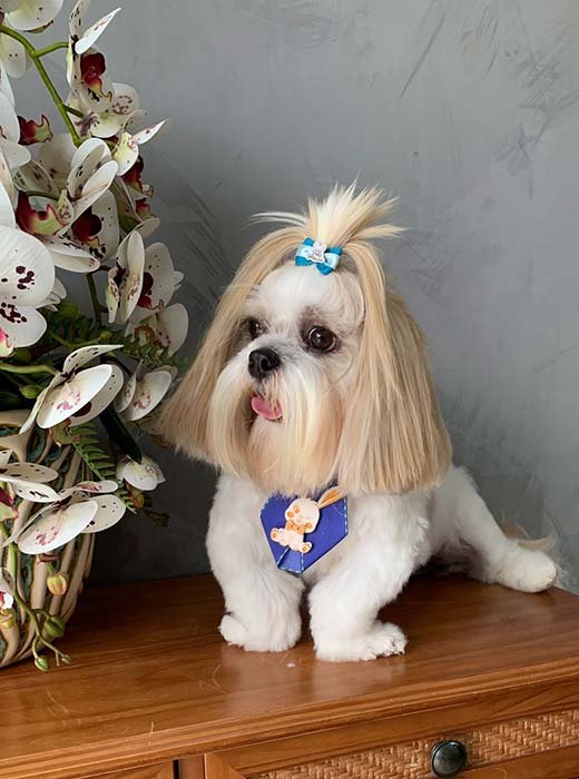 cão depois do banho e tosa