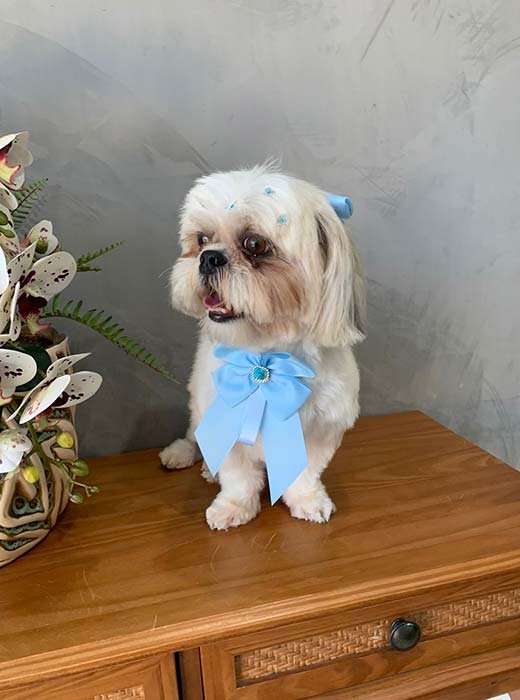 cão depois do banho e tosa