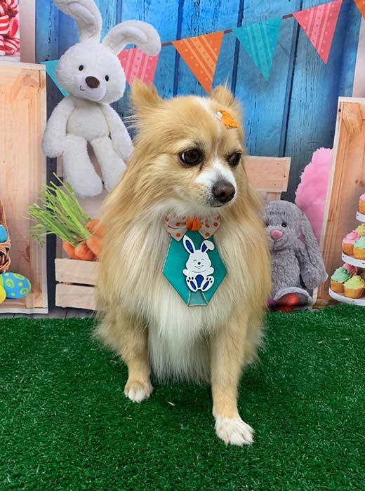 cão depois do banho e tosa