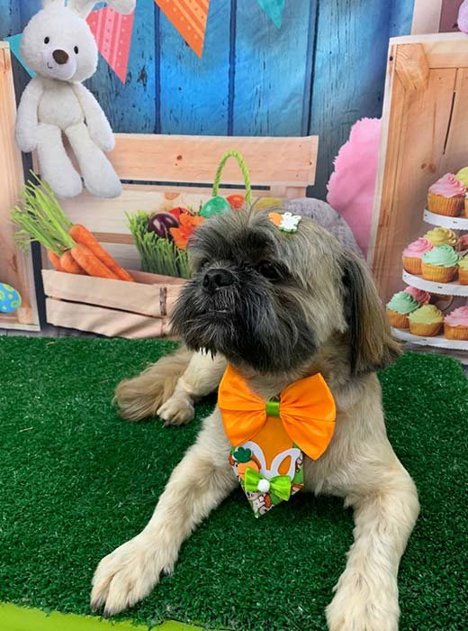 cão depois do banho e tosa