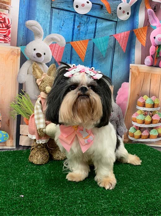 cão depois do banho e tosa