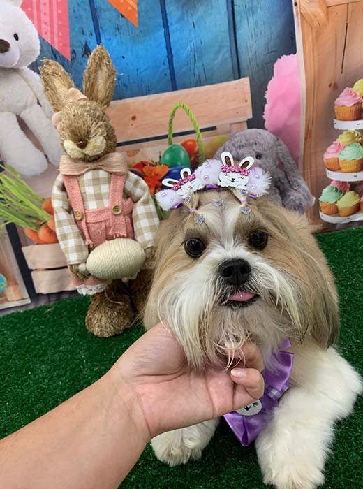 cão depois do banho e tosa